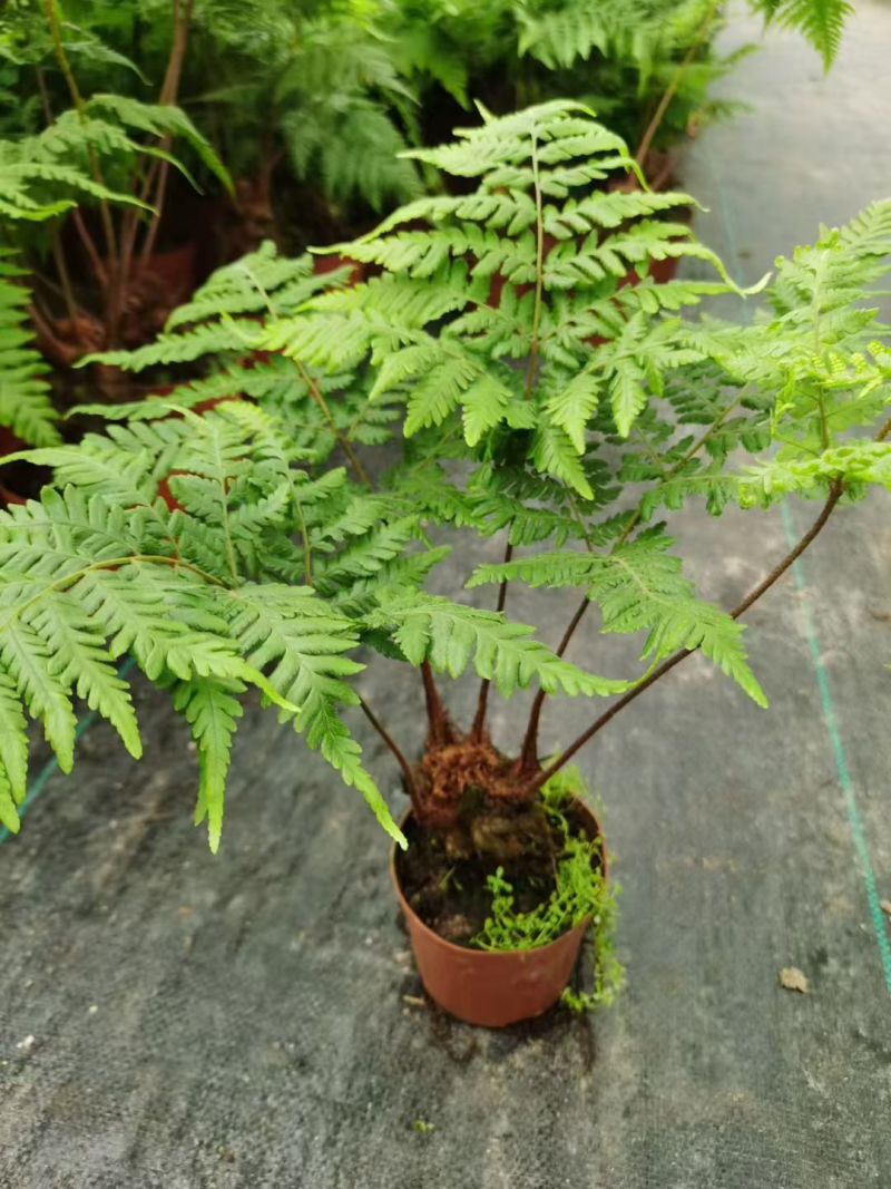 电商：红磷蕨大小规格室内外绿植花卉蕨类