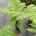 电商：红磷蕨大小规格室内外绿植花卉蕨类