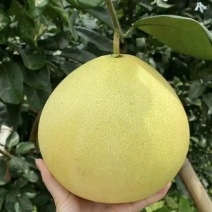 三红柚蜜柚，果肉和海绵层呈淡红色特征，有高营养价值和保健