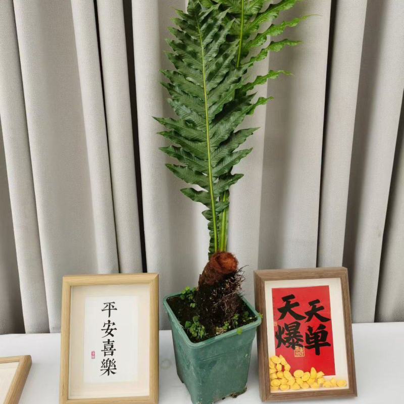 王冠蕨基地直销各规格蕨类室内外绿植花卉