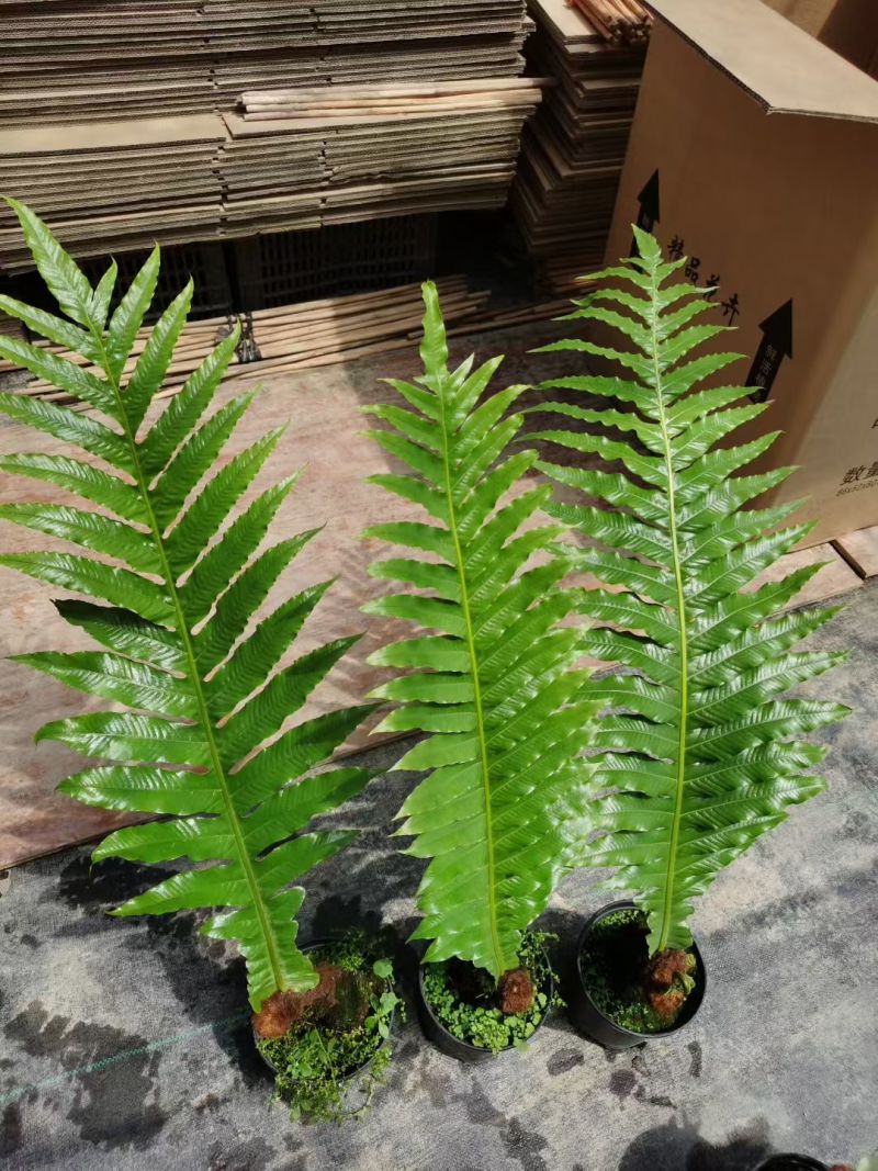 王冠蕨基地直销各规格蕨类室内外绿植花卉