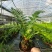 王冠蕨基地直销各规格蕨类室内外绿植花卉