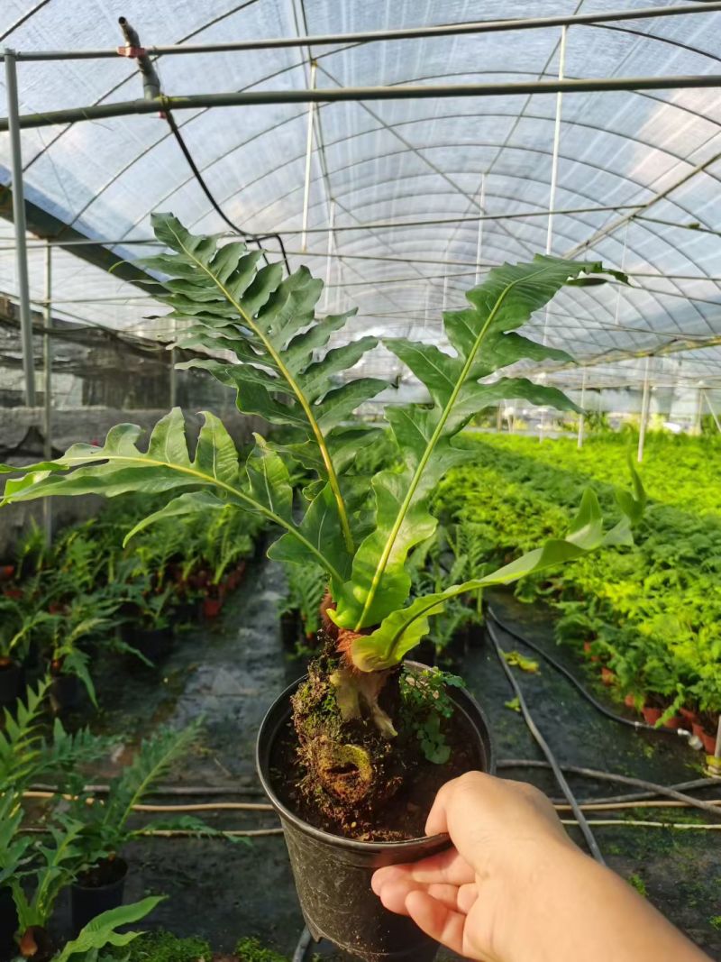 王冠蕨基地直销各规格蕨类室内外绿植花卉