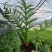 王冠蕨基地直销各规格蕨类室内外绿植花卉