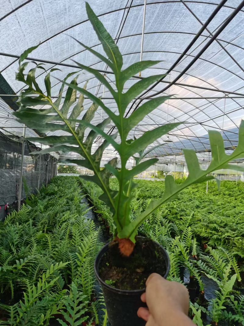 王冠蕨基地直销各规格蕨类室内外绿植花卉