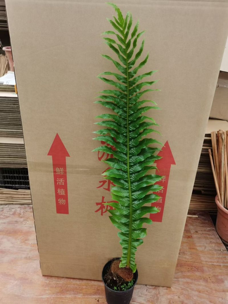 王冠蕨基地直销各规格蕨类室内外绿植花卉