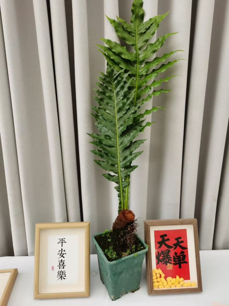 王冠蕨基地直销各规格蕨类室内外绿植花卉