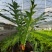 王冠蕨基地直销各规格蕨类室内外绿植花卉