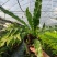 王冠蕨基地直销各规格蕨类室内外绿植花卉