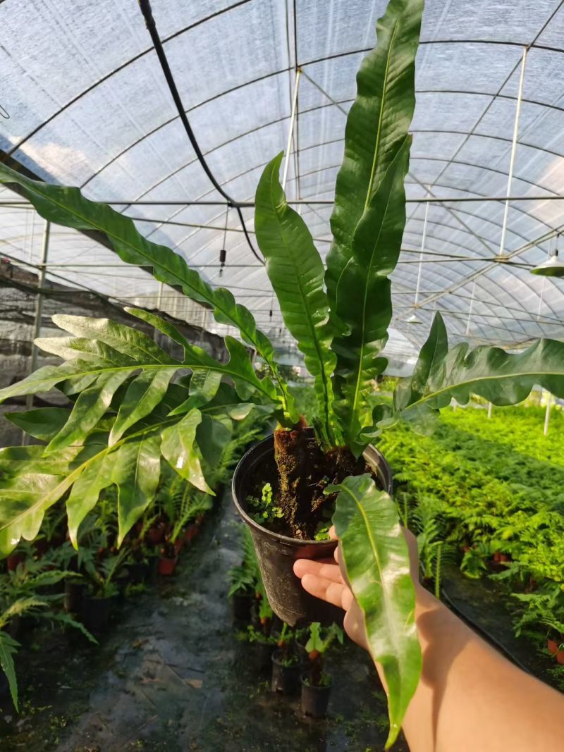王冠蕨基地直销各规格蕨类室内外绿植花卉