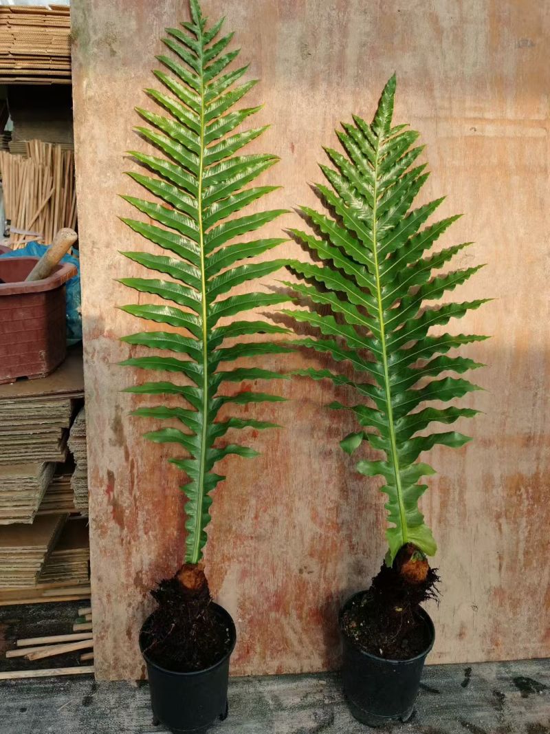 王冠蕨基地直销各规格蕨类室内外绿植花卉