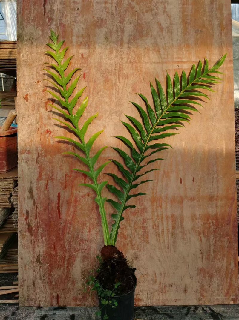 王冠蕨基地直销各规格蕨类室内外绿植花卉