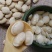 云南农家白扁豆药用白扁豆五谷杂粮**豆类新货白扁豆新豆煲