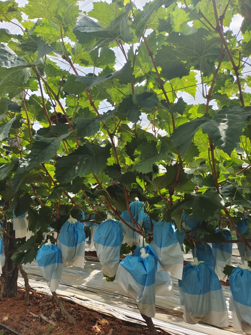 陆良阳光玫瑰，自家种植的，一手货源，没有中间商，山地果