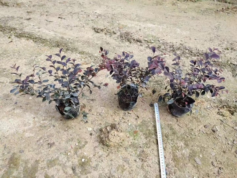 绿化苗木。精品粉花翠芦莉0.28。品质卓越