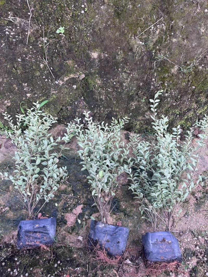 绿化苗木花叶女贞大基地自产诚信经营品控第一