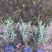 绿化苗木花叶女贞大基地自产诚信经营品控第一