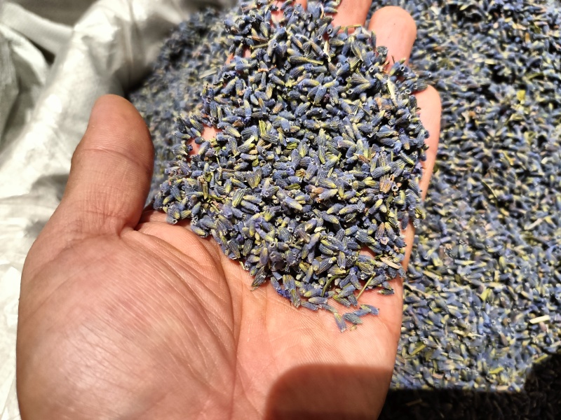 熏衣草花新疆熏衣草产地直销大货供应泡水香包