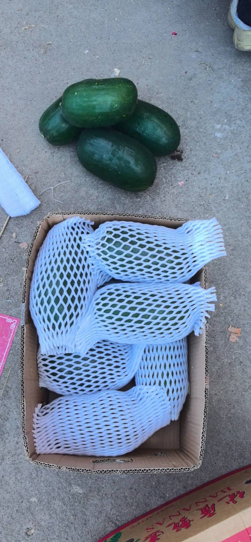 江苏南通小冬瓜水果冬瓜海门