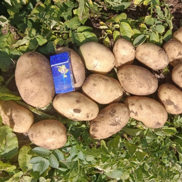 精品黄心土豆大量上市