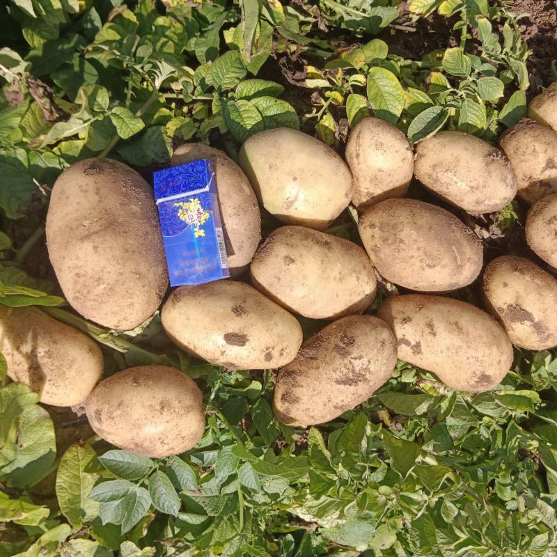 精品黄心土豆大量上市