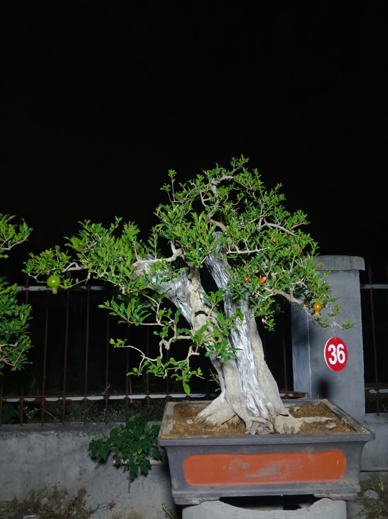 石榴盆景，石榴园林