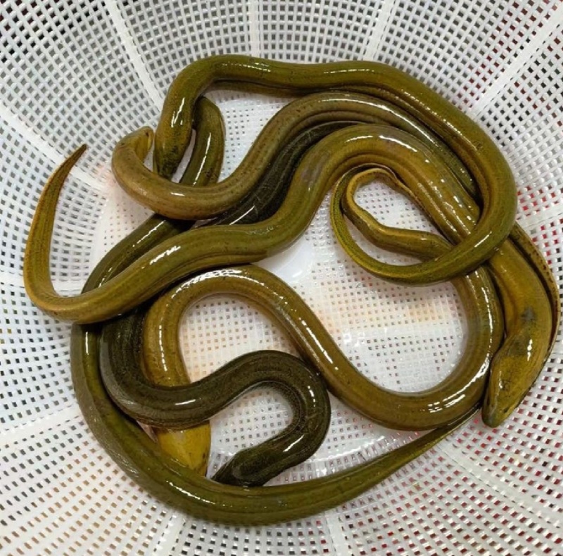 鳝鱼活的多
