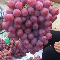 【实力】渭南蒲城红提葡萄颜色红果粉好口感脆，大量上市中