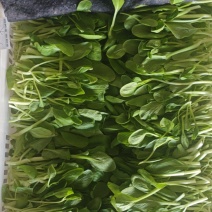 鸡毛菜