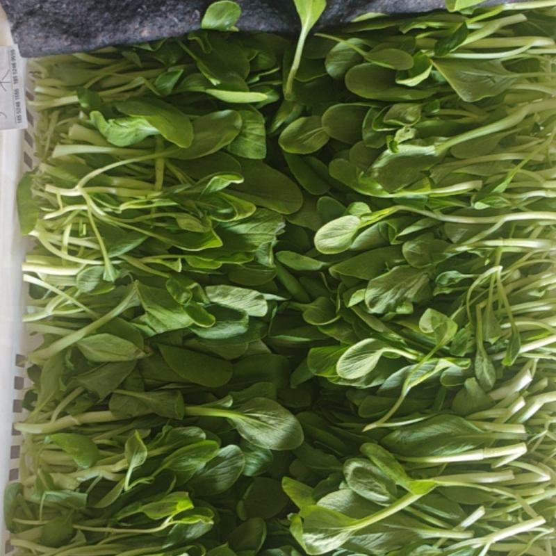 鸡毛菜