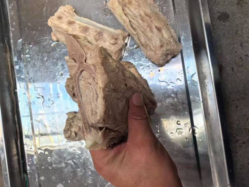猪背骨，支持分割切块，酱大骨，烤骨头可用