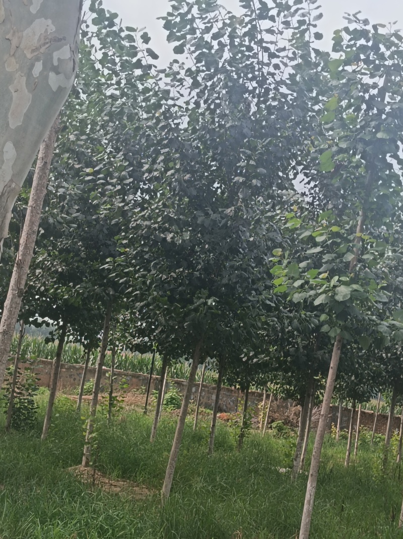 5公分粗速生杨，急售，价格比不多就处理
