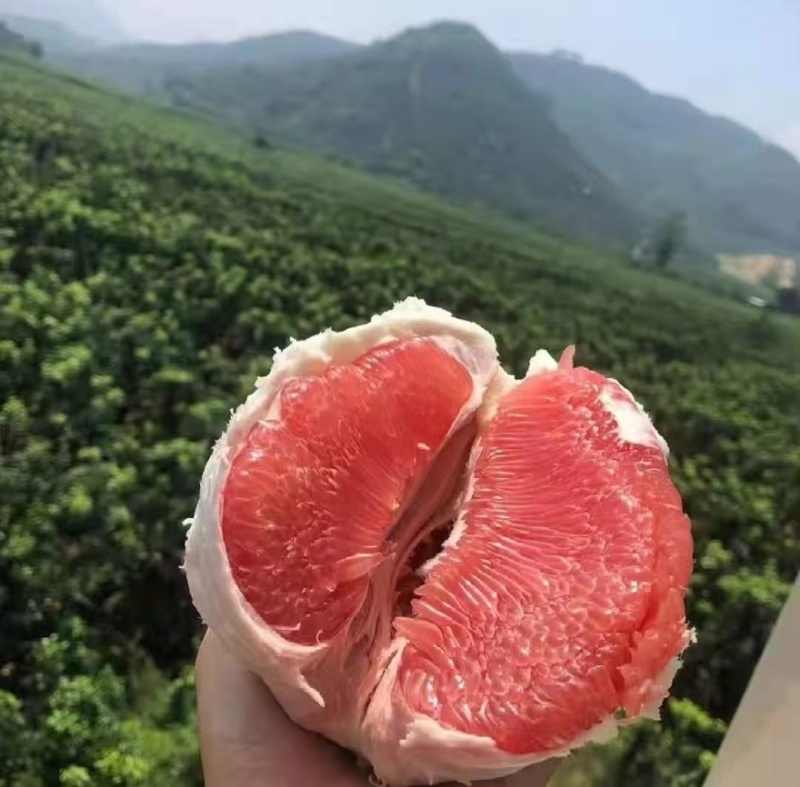 【一件代发】平和蜜柚红心柚子一件代发淘宝拼多多抖音电商