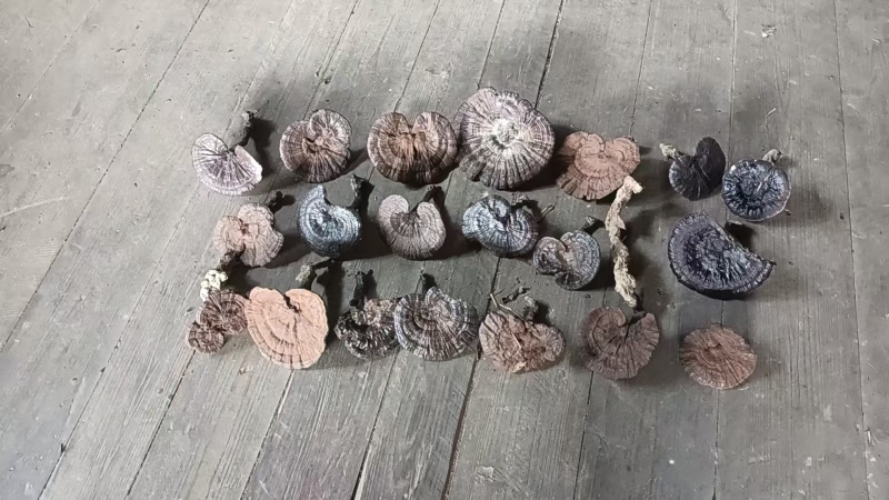 野生紫灵芝