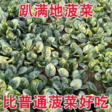 趴地菠菜