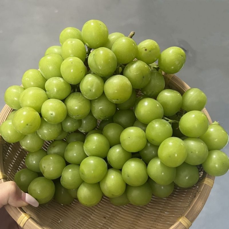 阳光玫瑰葡萄，大量上市，果形好甜度高，现摘现发