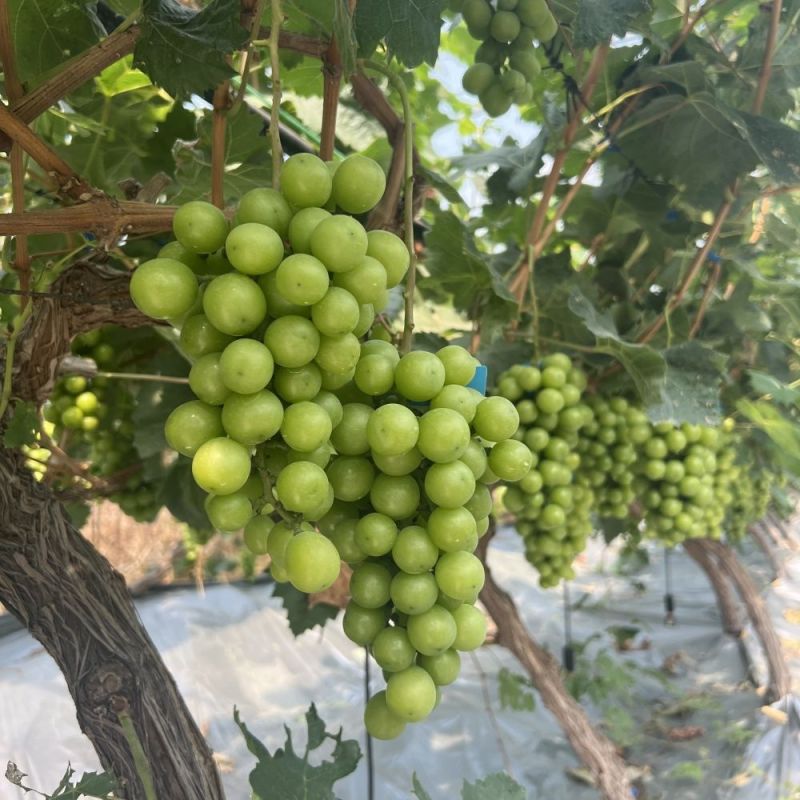 阳光玫瑰葡萄，大量上市，果形好甜度高，现摘现发