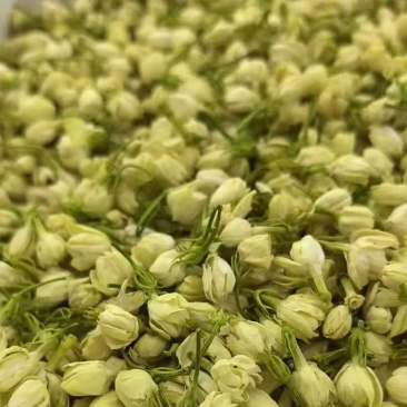 茉莉花干花中花蕾可泡茶可药用大量有货品质优可对接