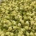 茉莉花干花中花蕾可泡茶可药用大量有货品质优可对接