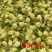 茉莉花干花中花蕾可泡茶可药用大量有货品质优可对接