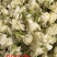 茉莉花鲜花干可药用可泡茶口感清新基地直供可视频看货