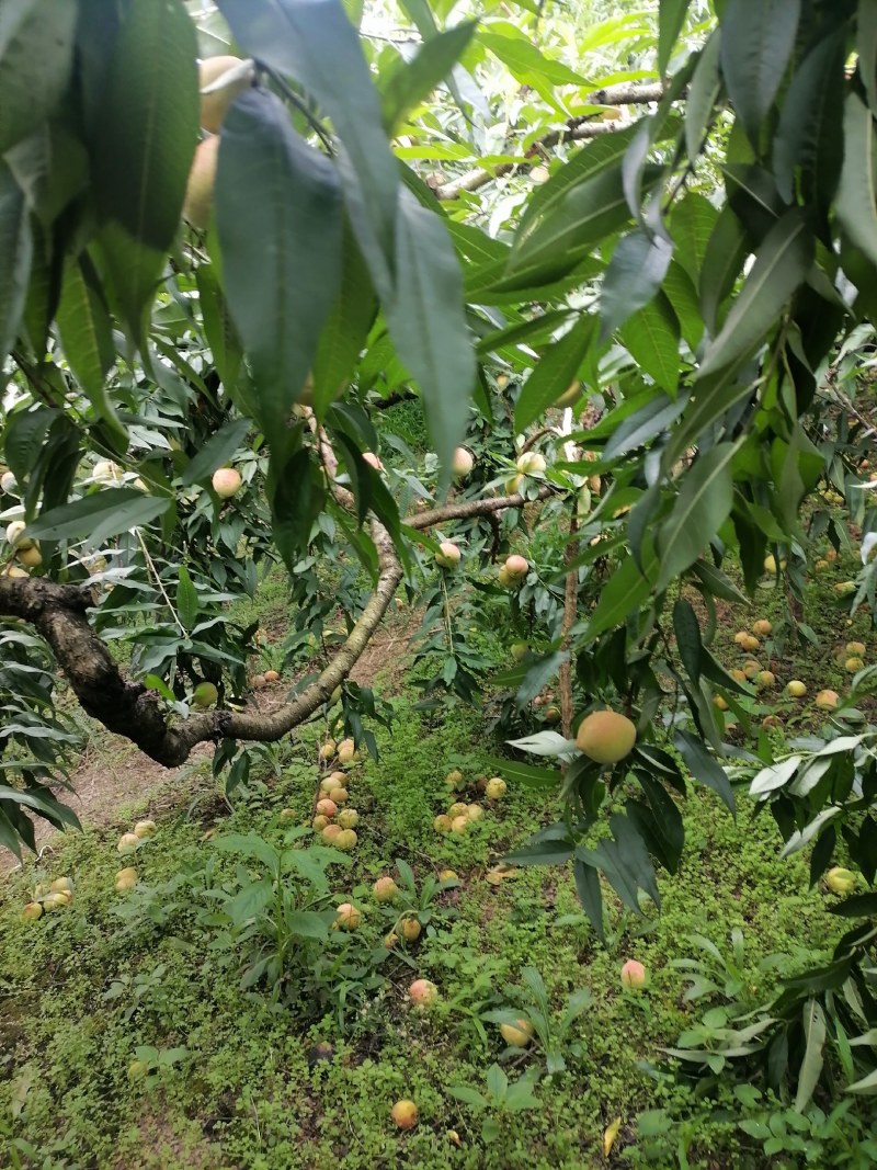 青桃，欢迎选购