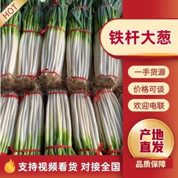 正宗铁杆大葱葱白长且粗优质精品超市货市场货都有按要求分拣打捆
