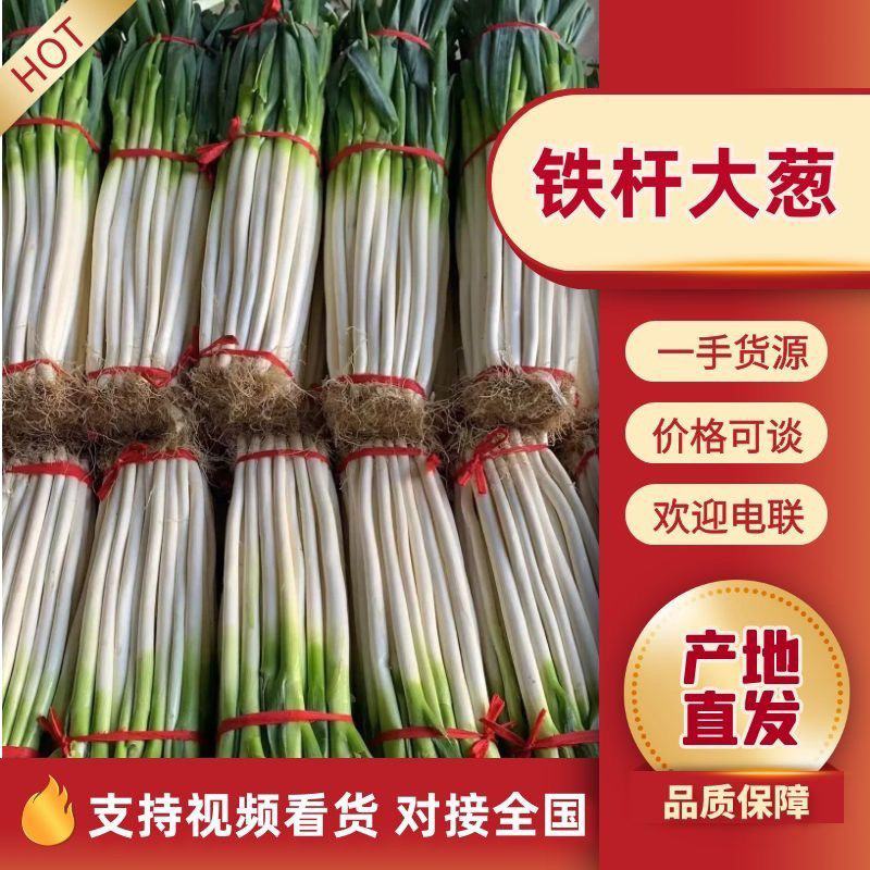 正宗铁杆大葱葱白长且粗优质精品超市货市场货都有按要求分拣打捆