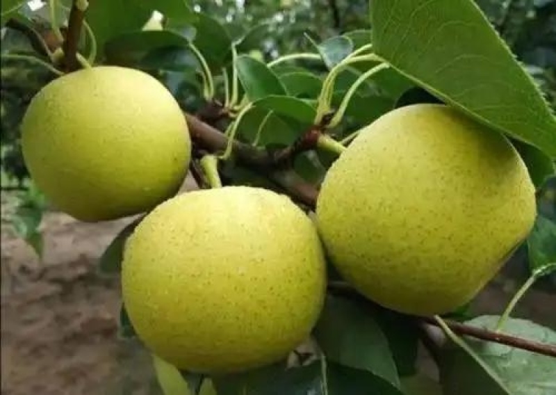 皇冠梨