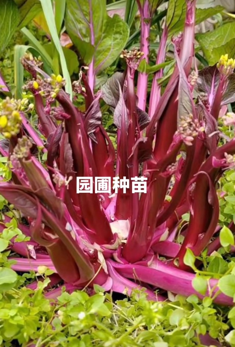 红菜苔苗基地专用根系发达成活率高品质保障