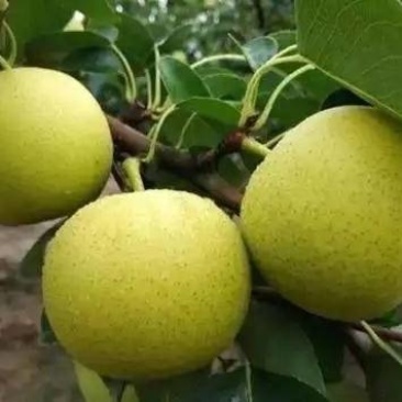 皇冠梨