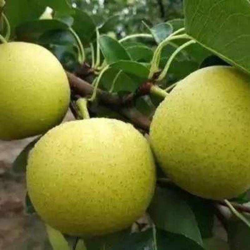 皇冠梨