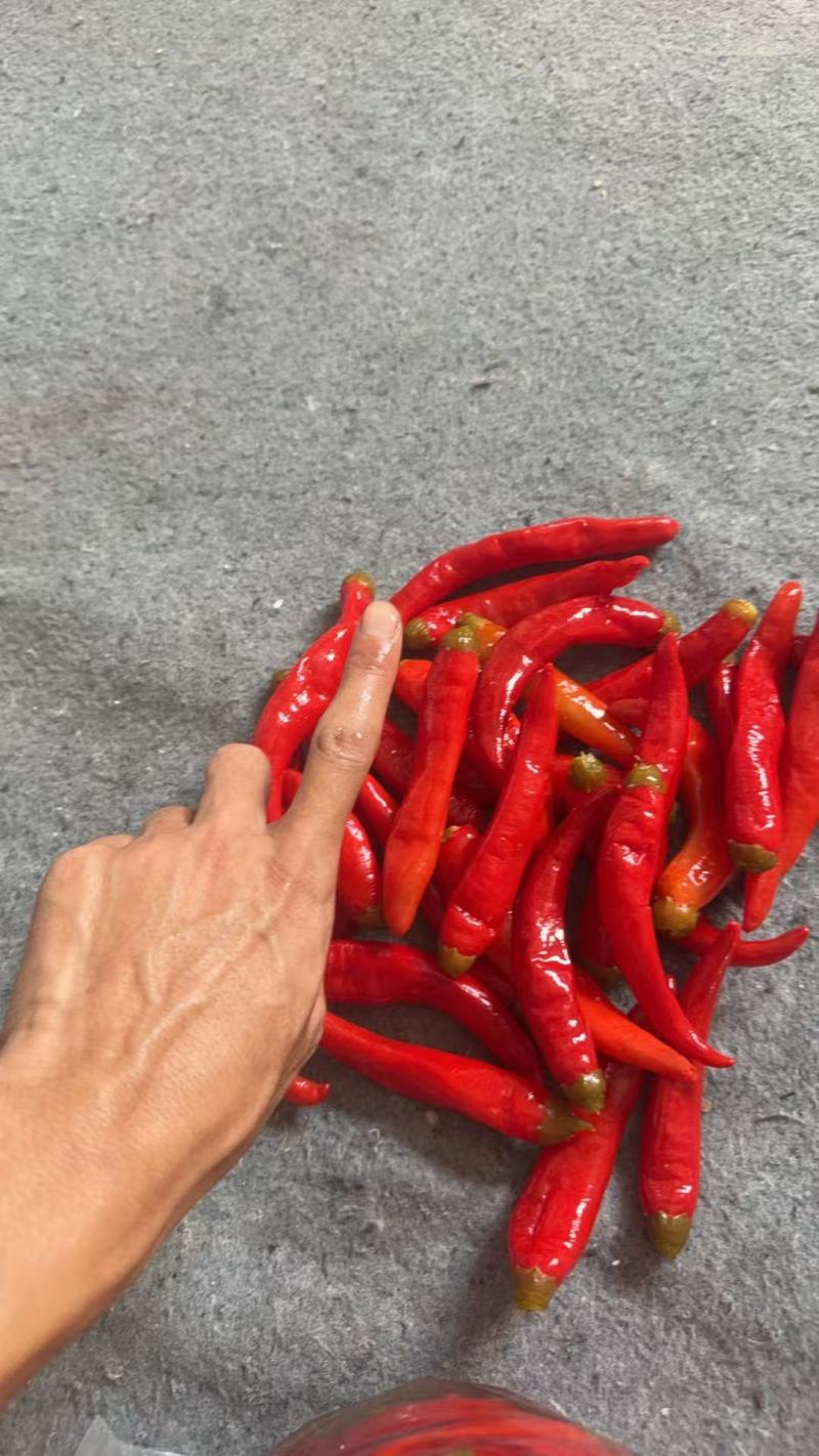 【腌辣椒】红泡椒酱腌菜红美人津红二号红杭椒