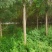 国槐10公分以上